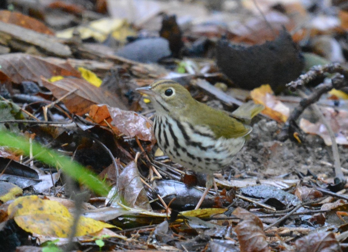 Ovenbird - ML623880872