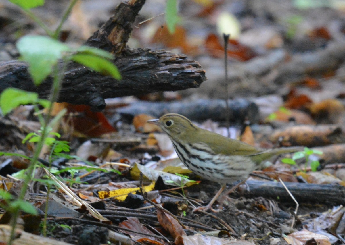 カマドムシクイ - ML623880873