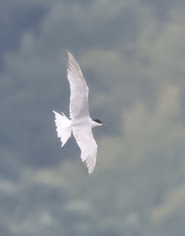 Common Tern - Dave Czaplak