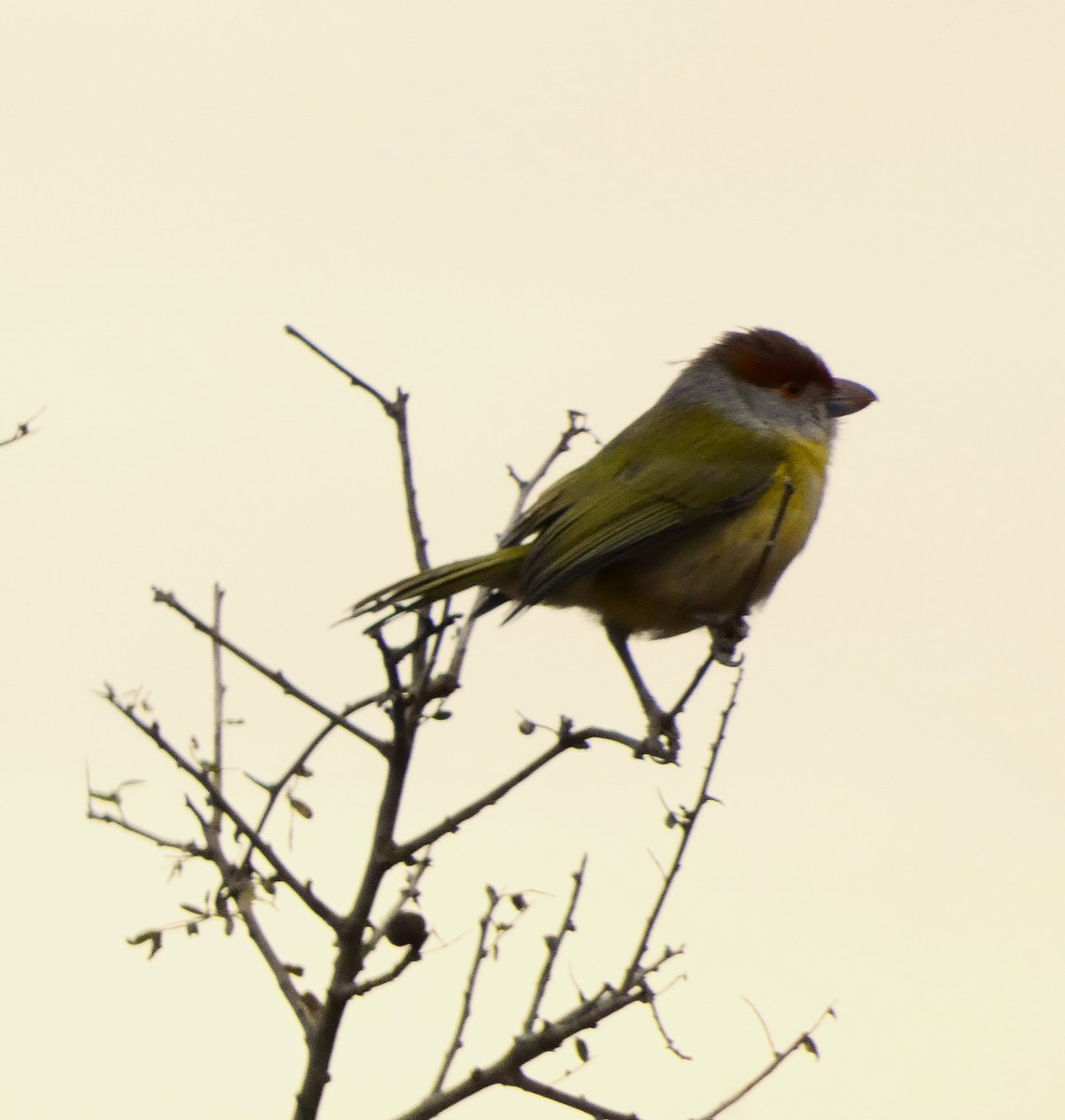 Rufous-browed Peppershrike - ML623880906