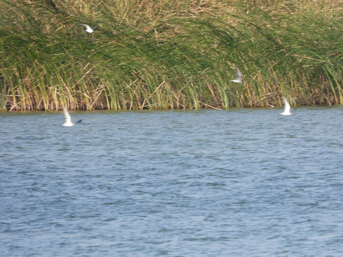 Black Tern - ML623880912