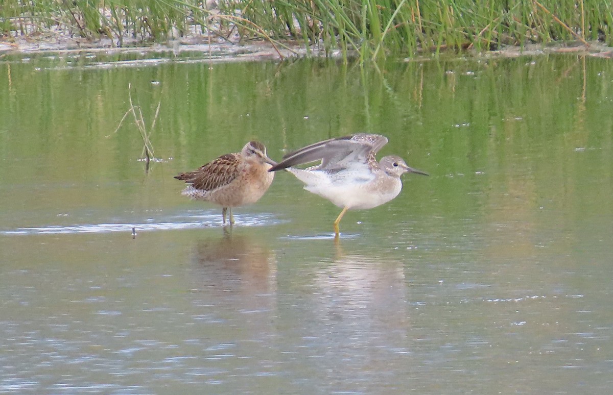 Lesser Yellowlegs - ML623880985