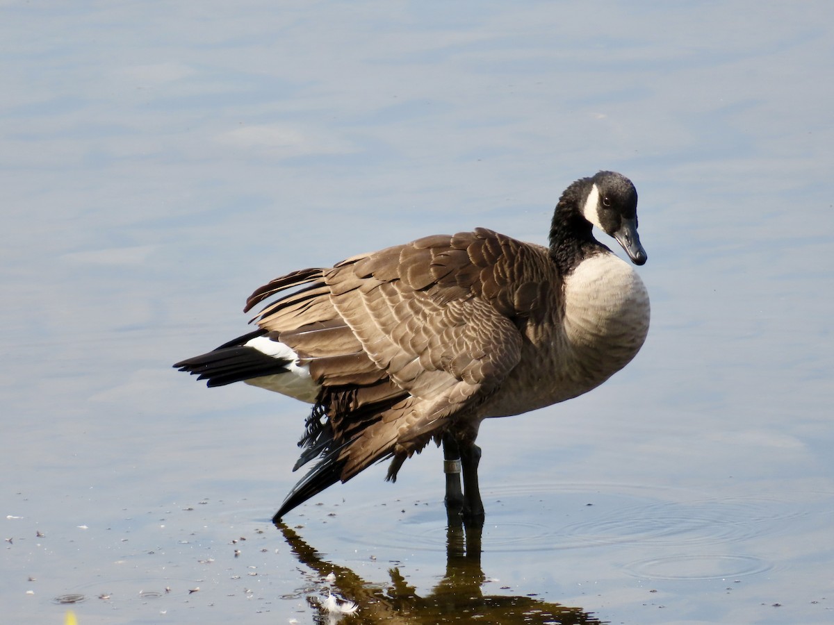 Canada Goose - ML623880994