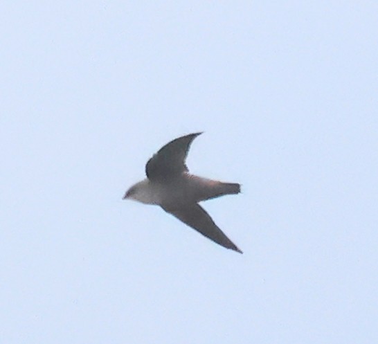 Chimney Swift - Dave Czaplak