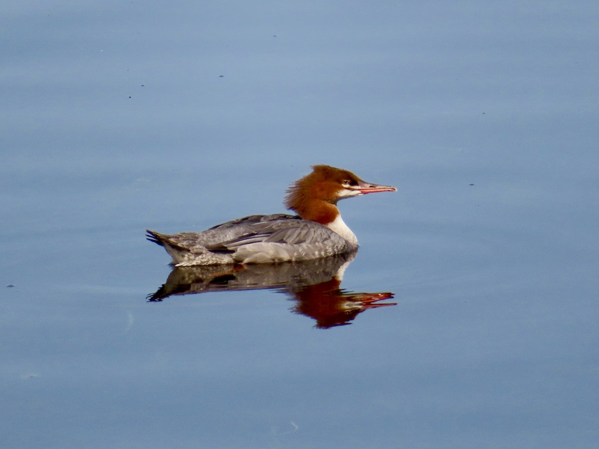 Common Merganser - ML623881004