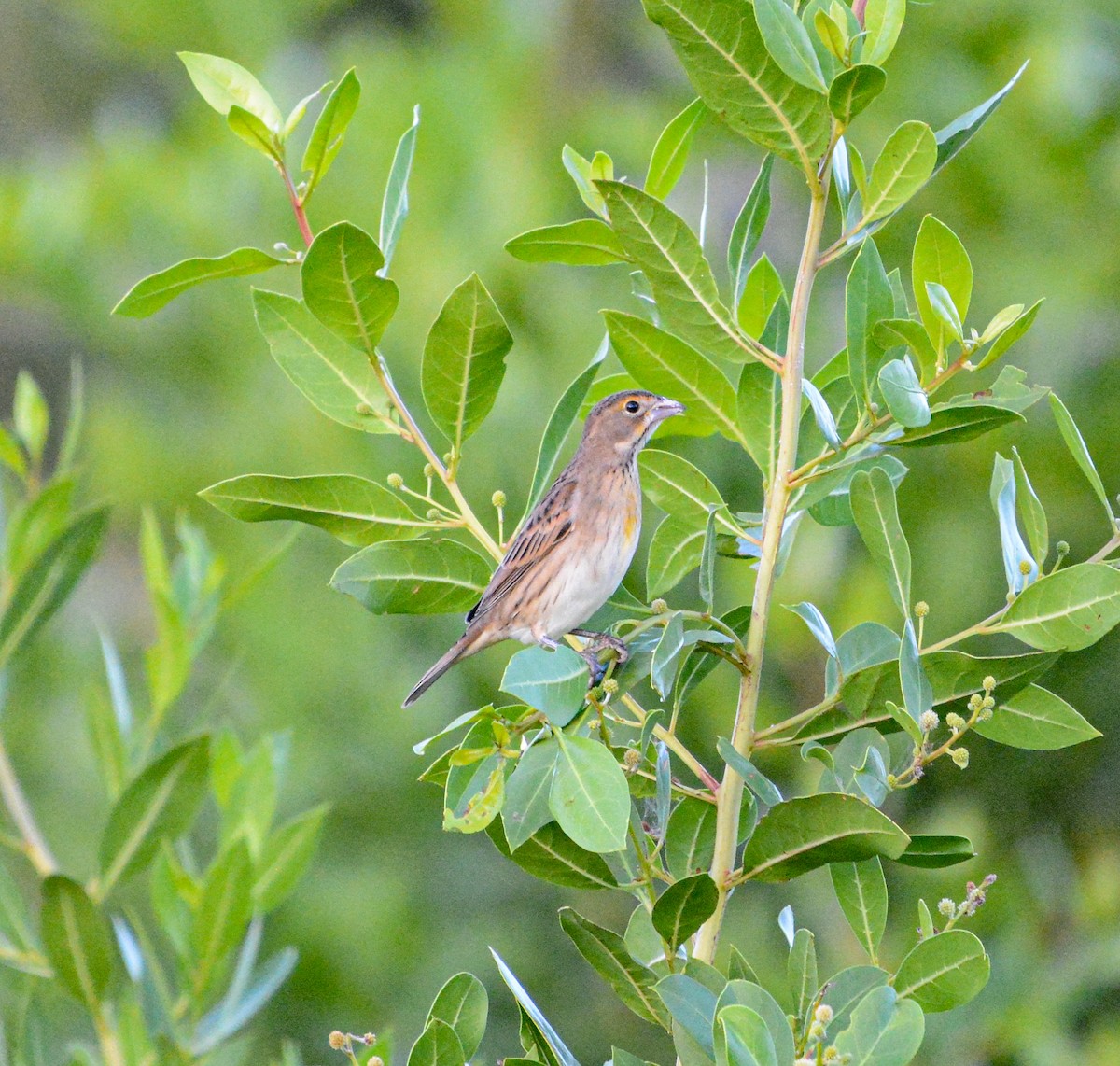 Dickcissel - ML623881027
