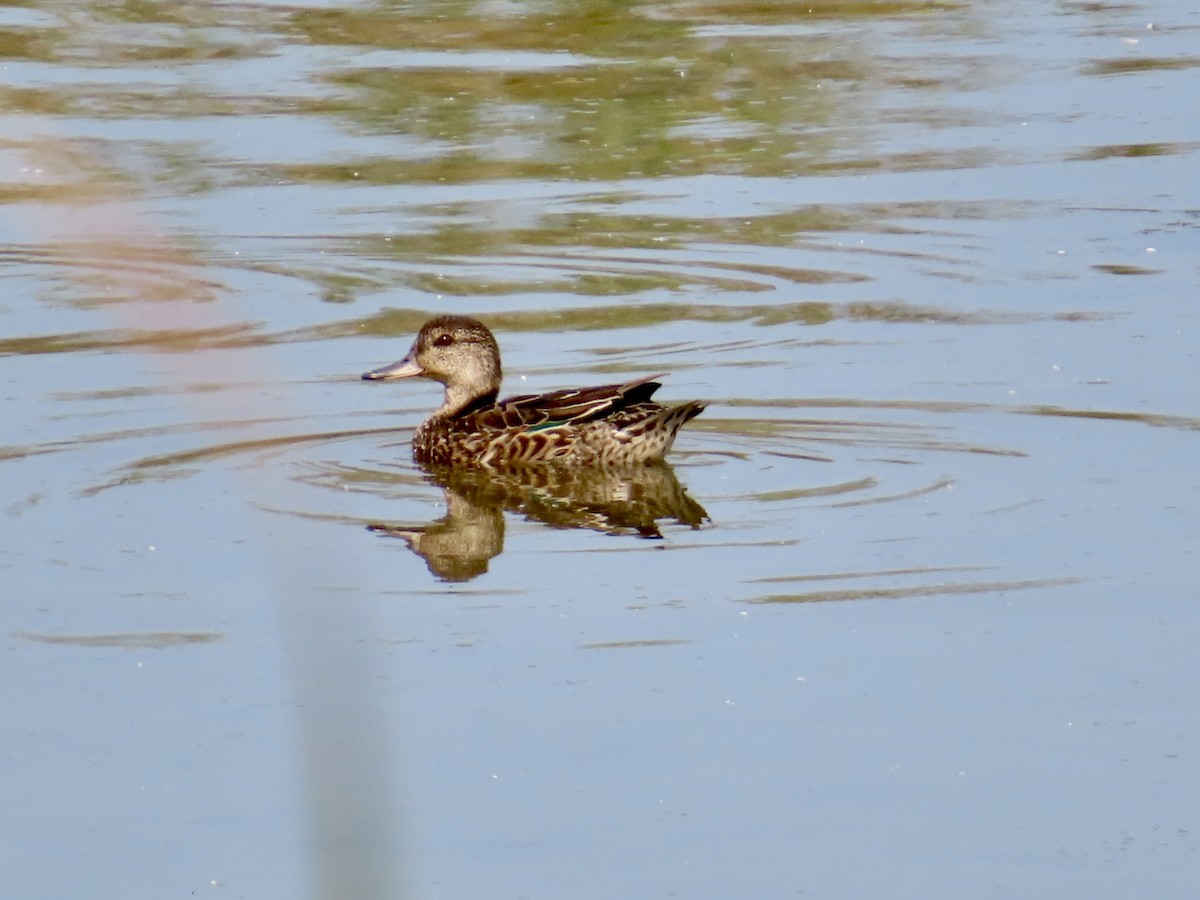 Green-winged Teal - Christine Cote