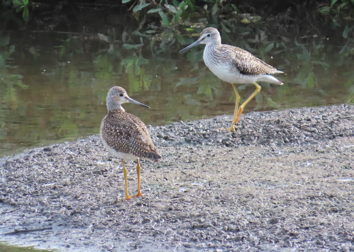 Lesser Yellowlegs - ML623881050