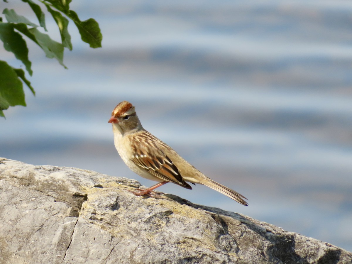 White-crowned Sparrow - ML623881056