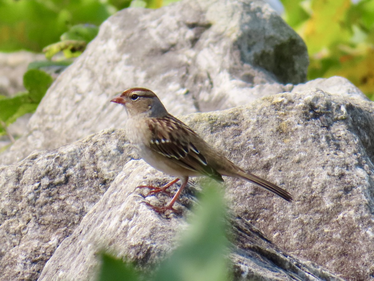 White-crowned Sparrow - ML623881057