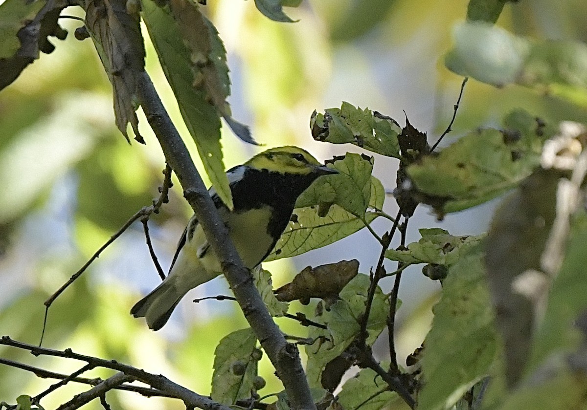 Black-throated Green Warbler - ML623881069