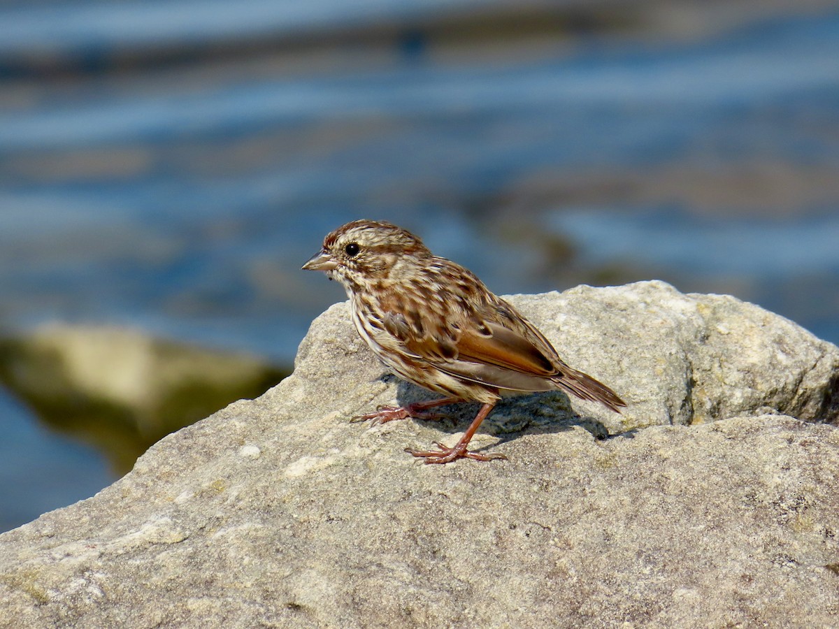 Song Sparrow - ML623881072