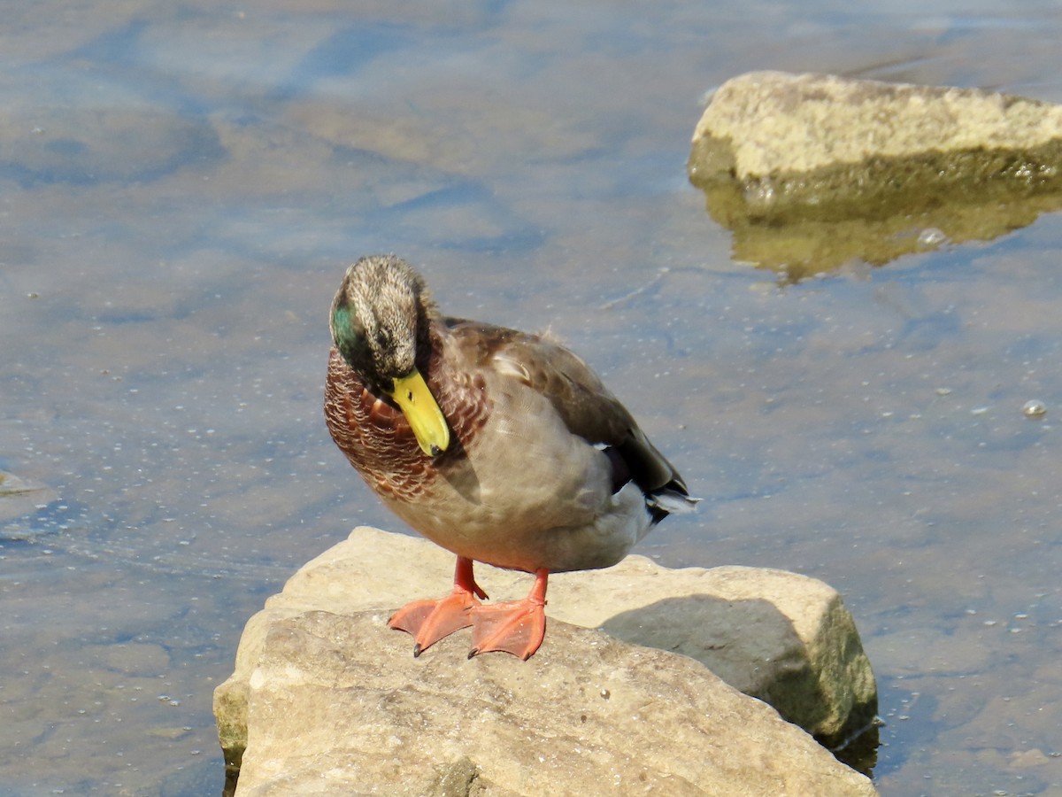 Mallard - Christine Cote