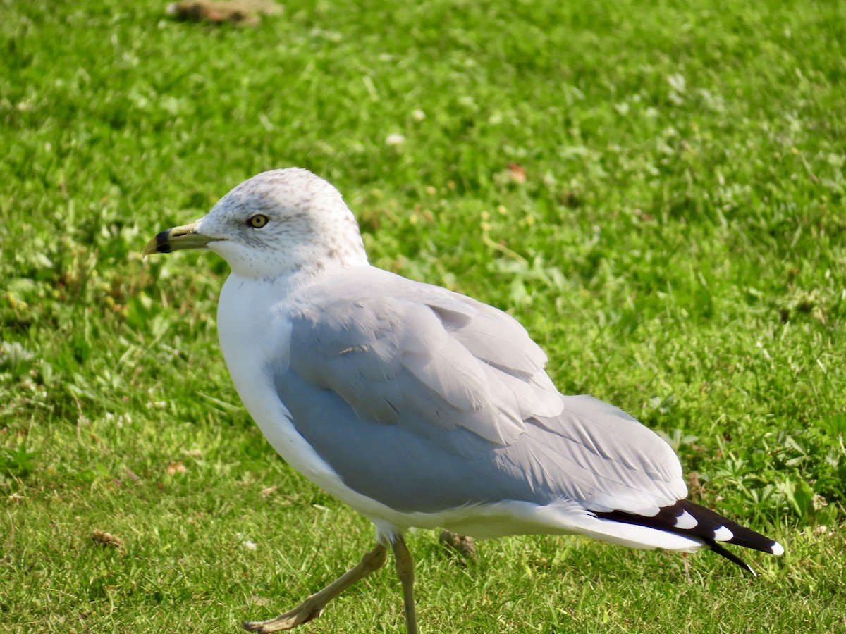 Ring-billed Gull - ML623881090