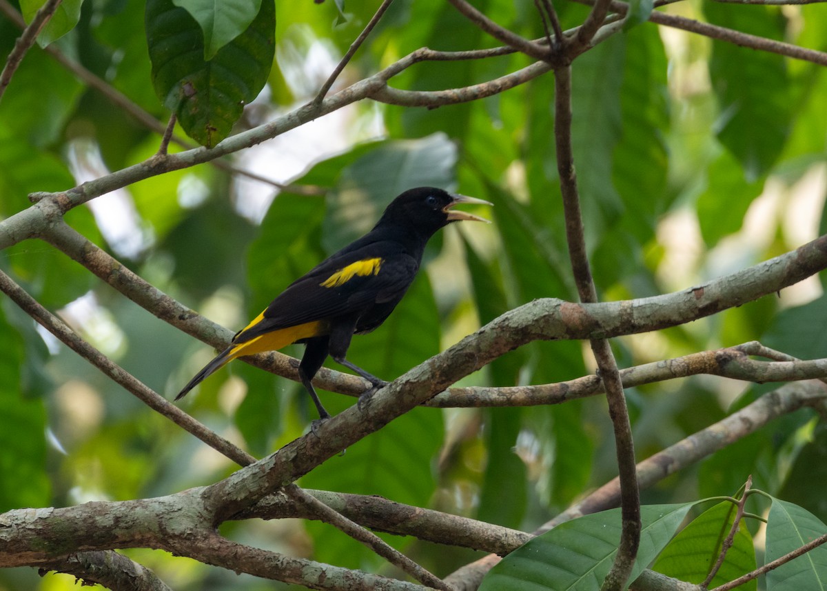 Yellow-rumped Cacique (Amazonian) - ML623881126