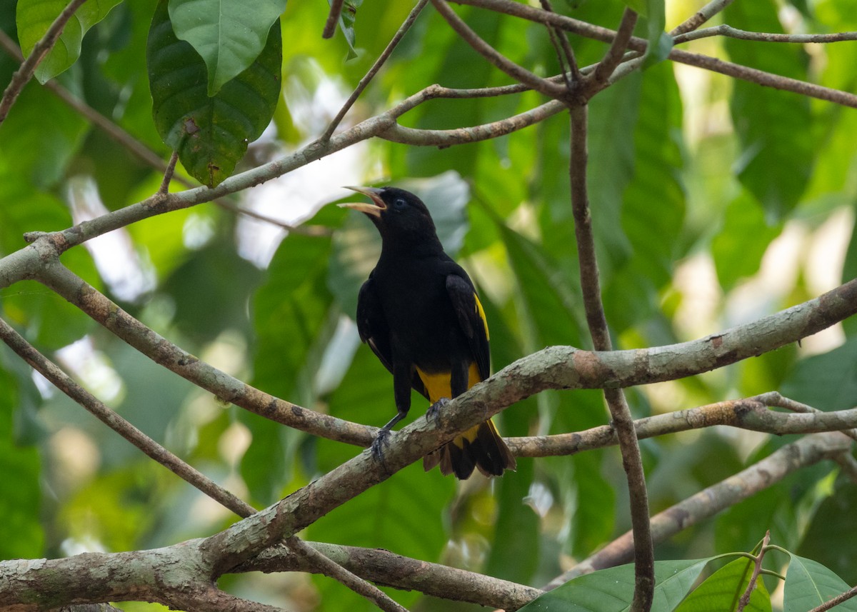 Yellow-rumped Cacique (Amazonian) - ML623881128