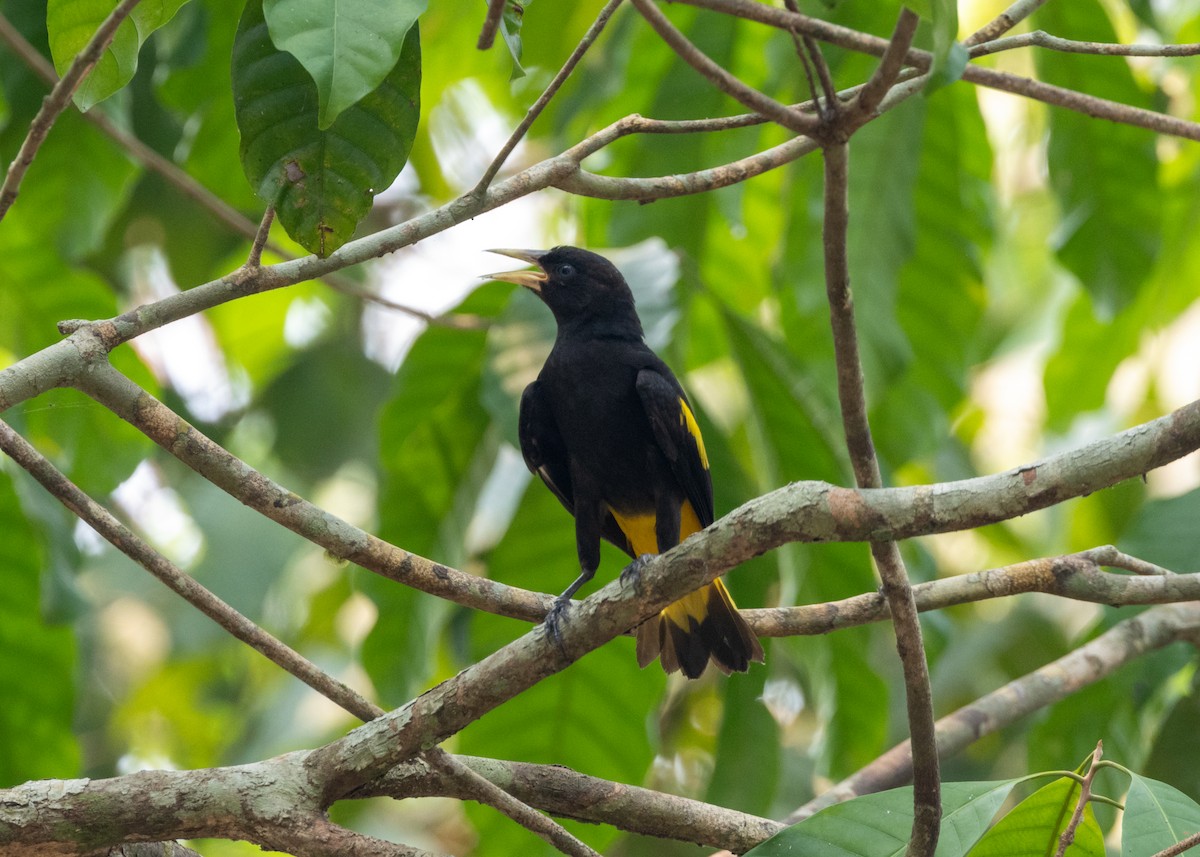 Yellow-rumped Cacique (Amazonian) - ML623881129