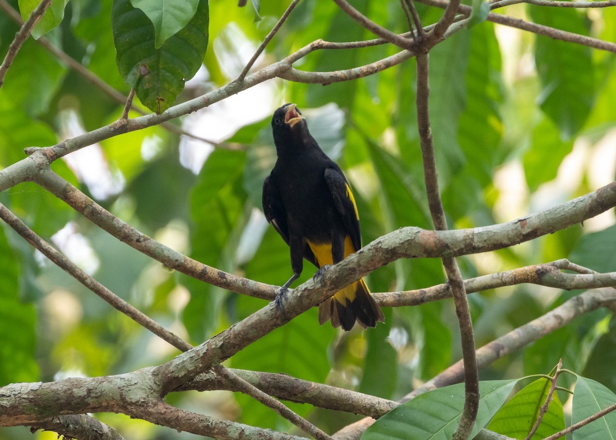 Yellow-rumped Cacique (Amazonian) - ML623881130