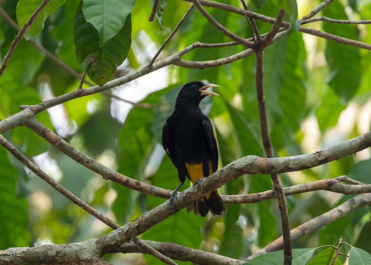 Yellow-rumped Cacique (Amazonian) - ML623881131