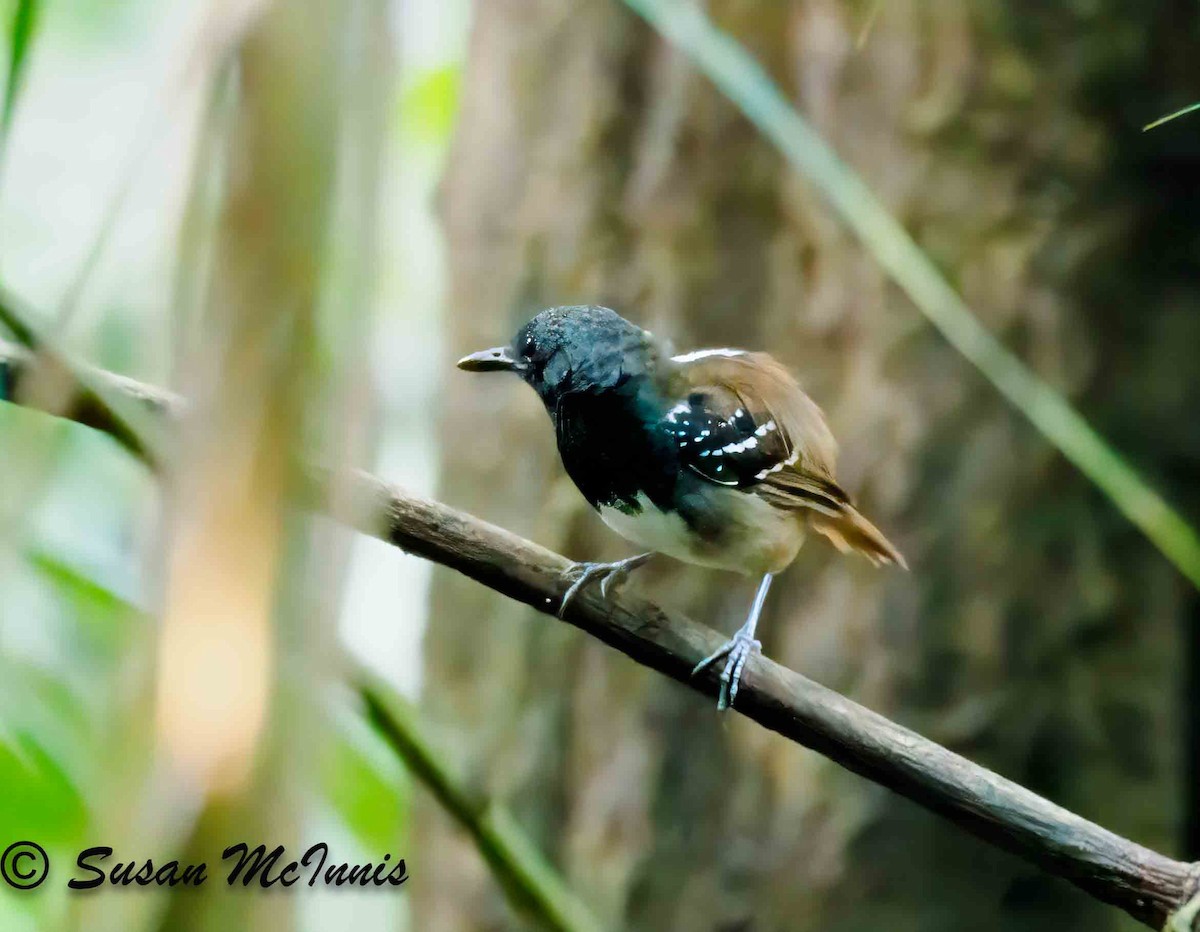 Chestnut-tailed Antbird - ML623881138