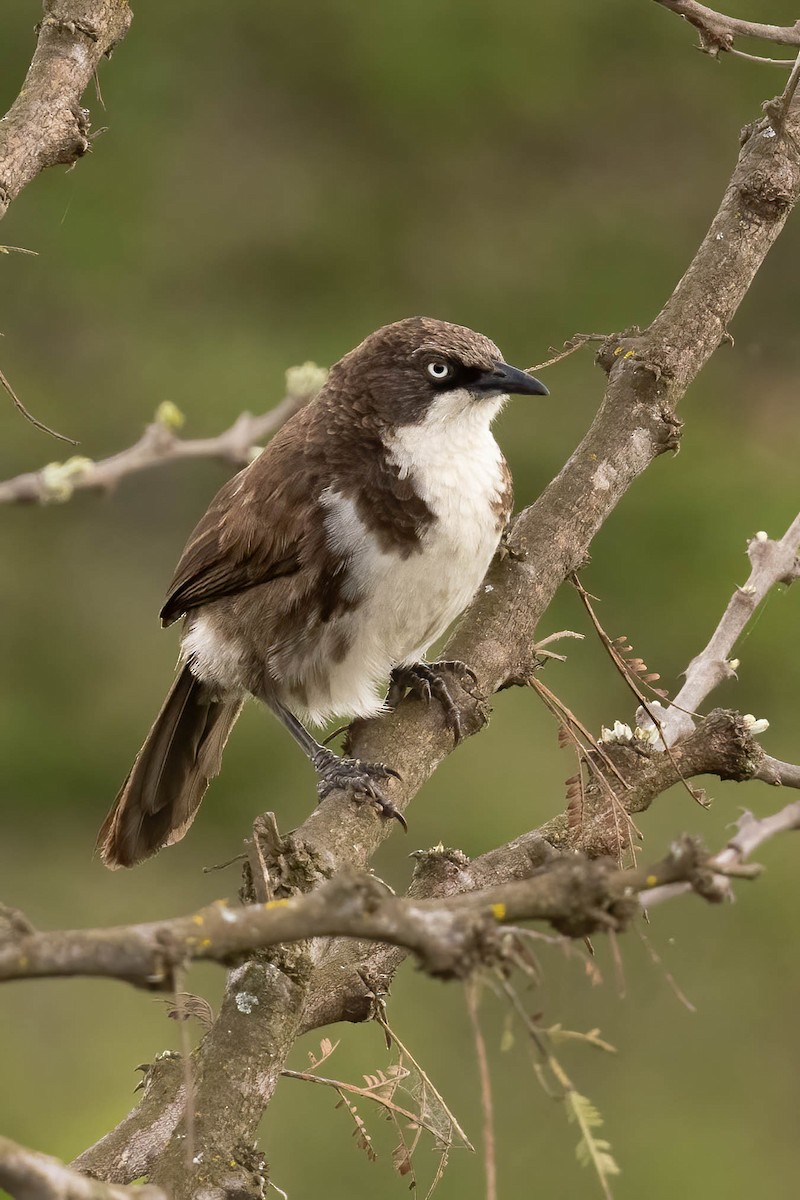 Northern Pied-Babbler - ML623881144