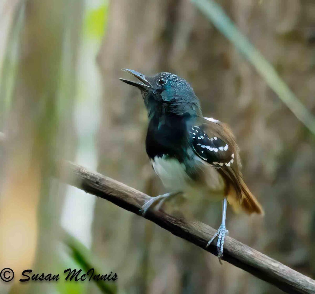 Chestnut-tailed Antbird - ML623881161