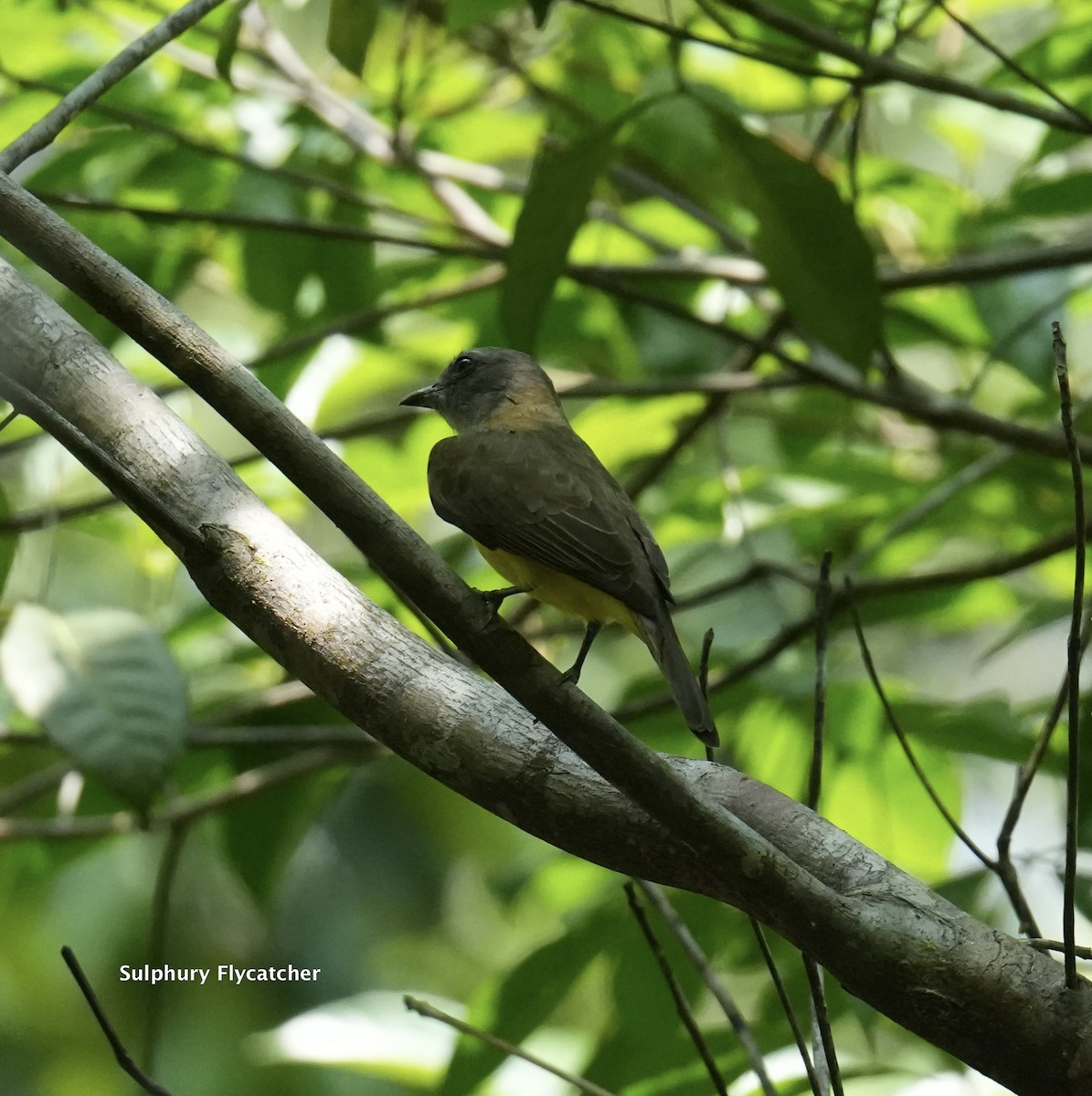 Sulphury Flycatcher - ML623881162