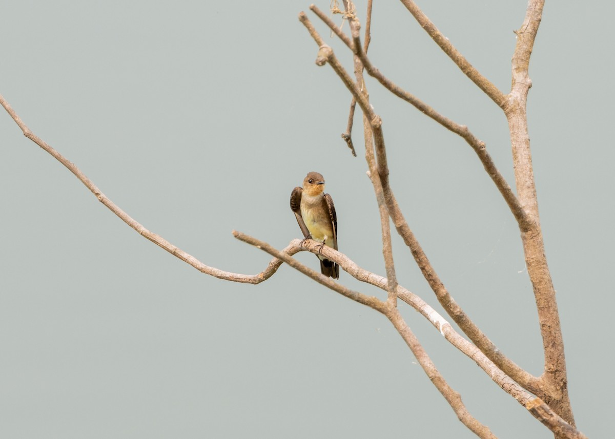 Southern Rough-winged Swallow - ML623881167