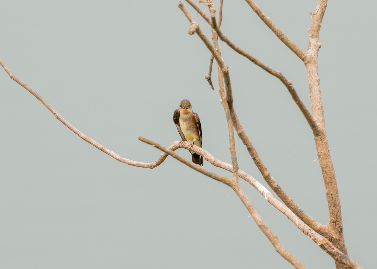 Southern Rough-winged Swallow - ML623881168