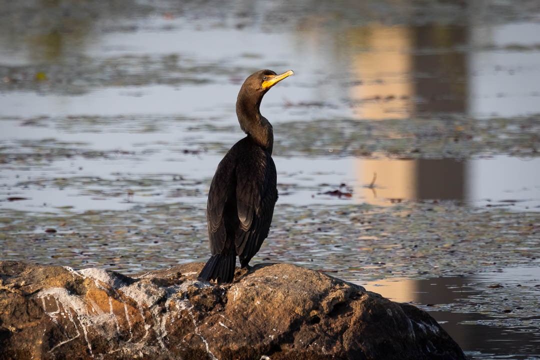 Double-crested Cormorant - ML623881198