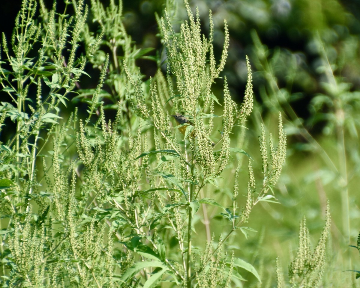 Nashville Warbler - ML623881203