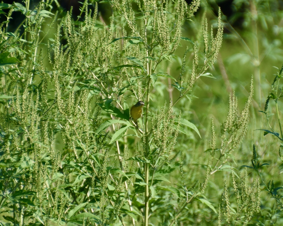 Nashville Warbler - ML623881204