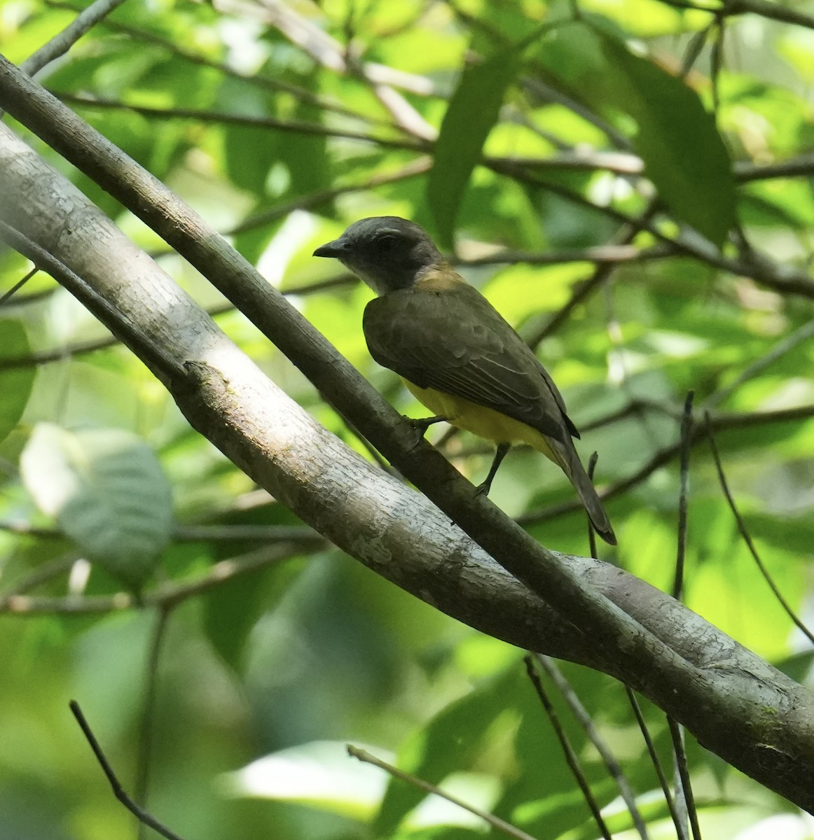 Sulphury Flycatcher - ML623881220