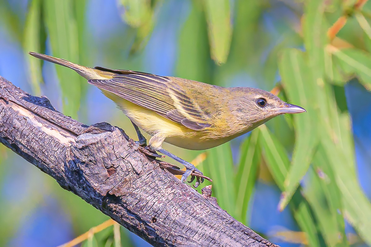 Bell's Vireo - ML623881232