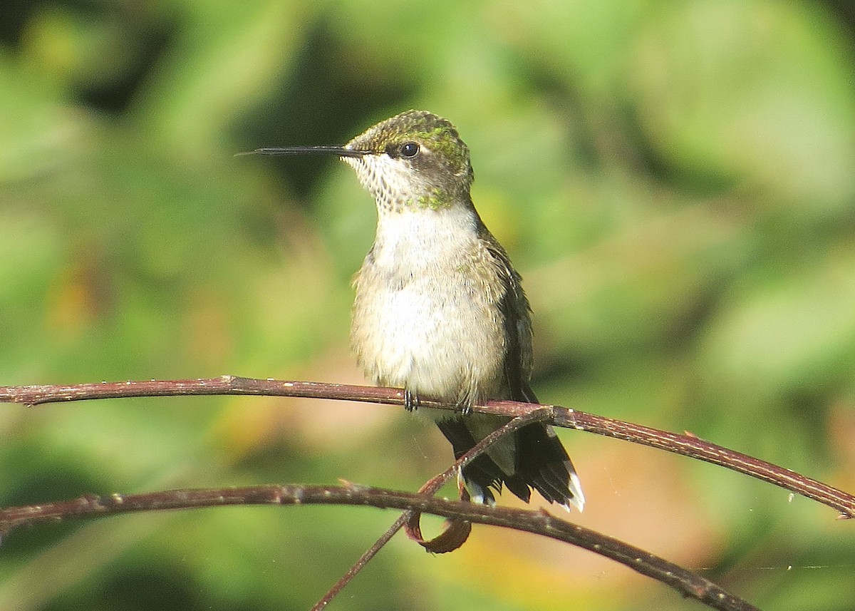 Ruby-throated Hummingbird - ML623881244