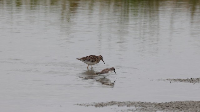 Pectoral Sandpiper - ML623881258