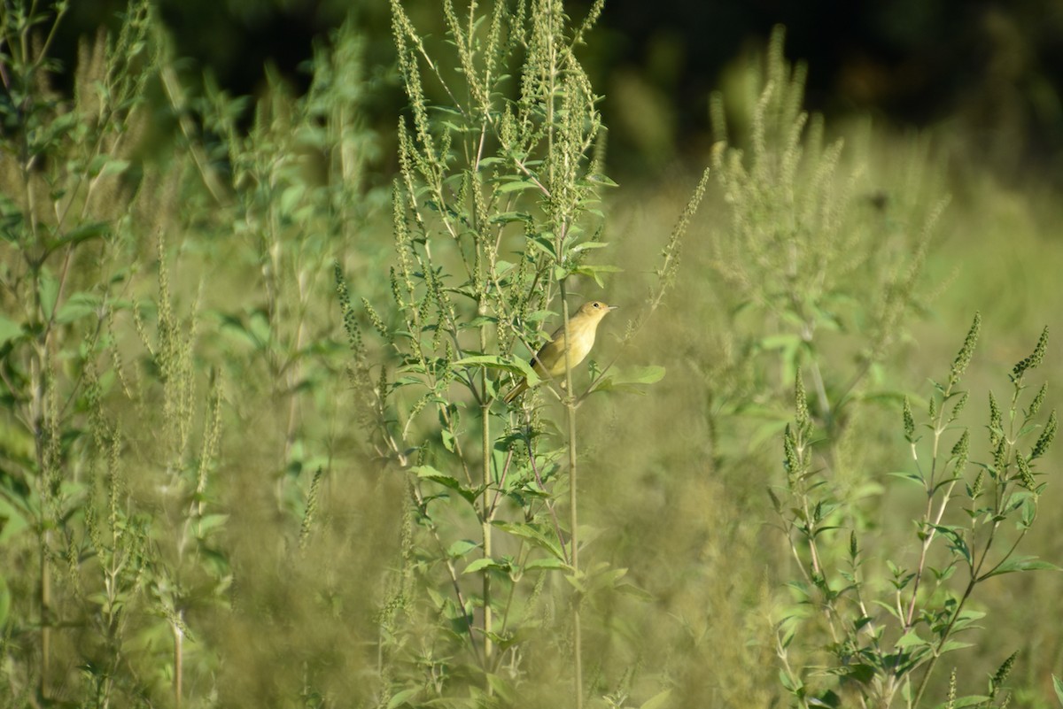 Northern Yellow Warbler - ML623881263