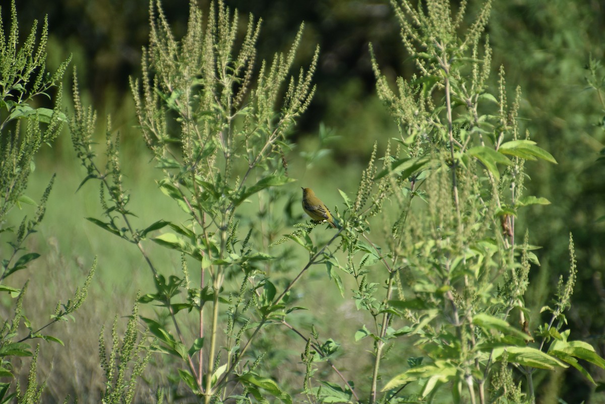 Northern Yellow Warbler - ML623881264