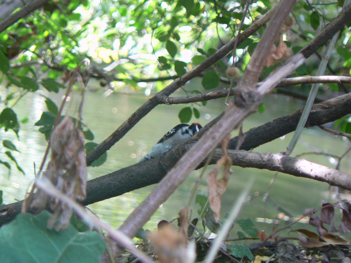 Downy Woodpecker (Eastern) - ML623881291