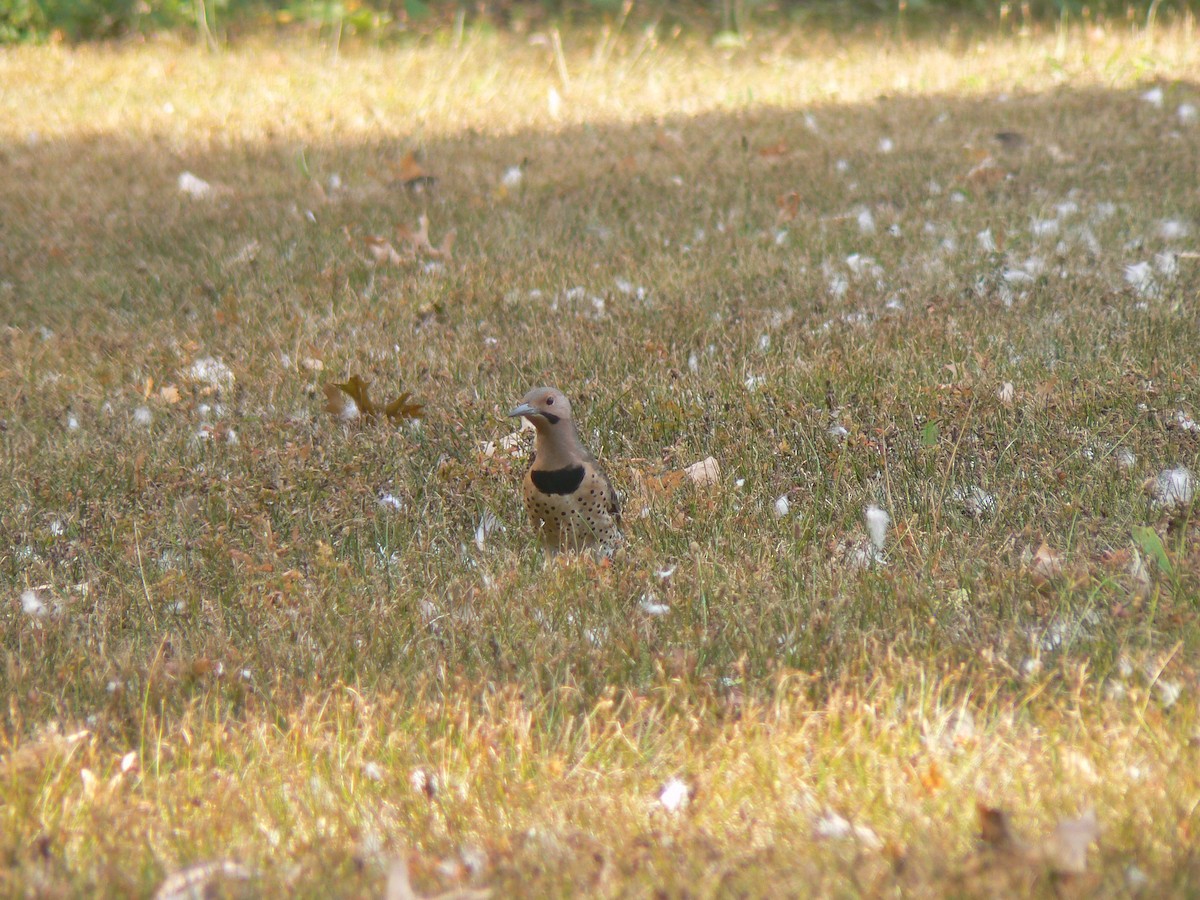 Northern Flicker (Yellow-shafted) - ML623881315