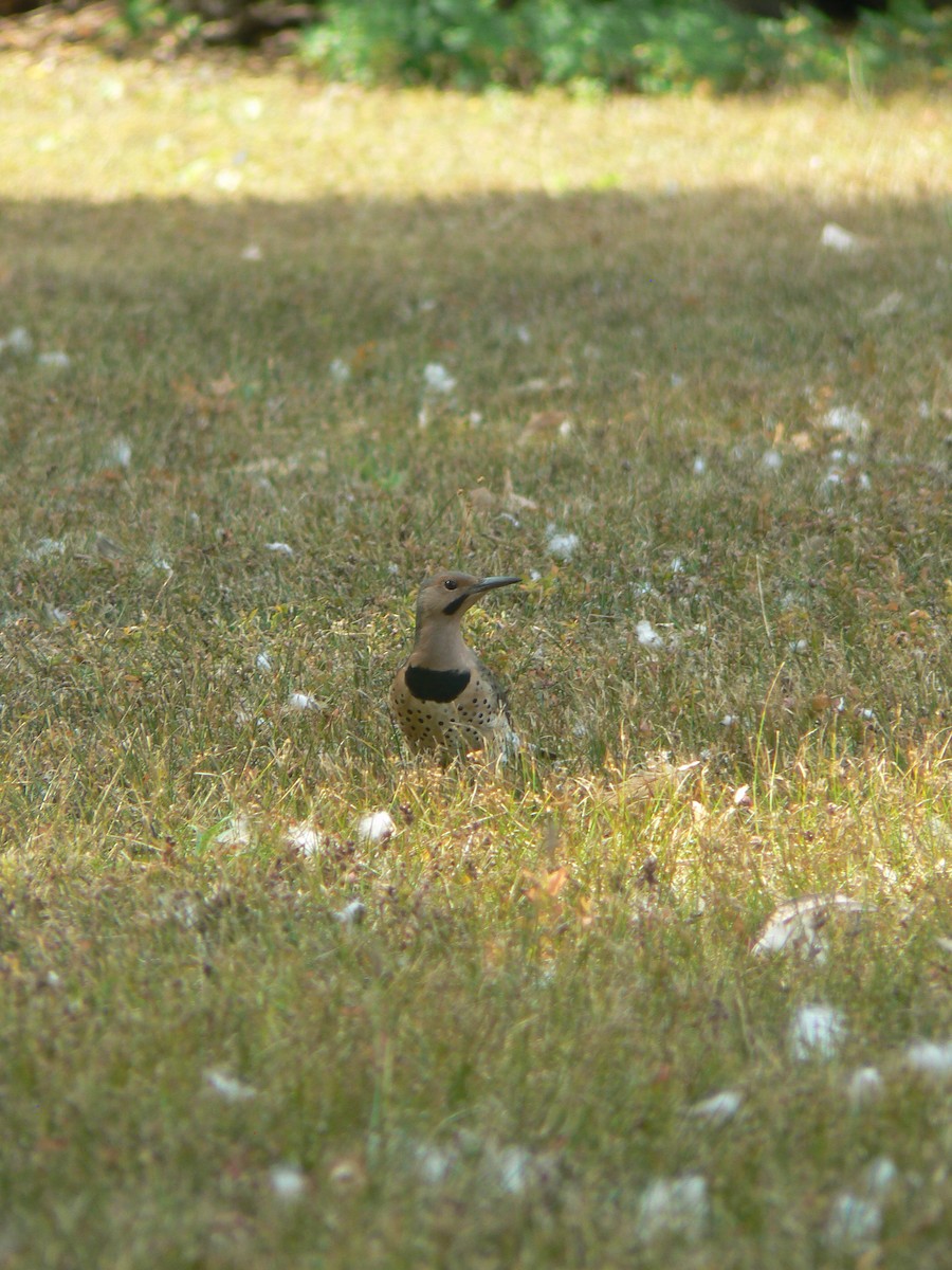 Northern Flicker (Yellow-shafted) - ML623881317