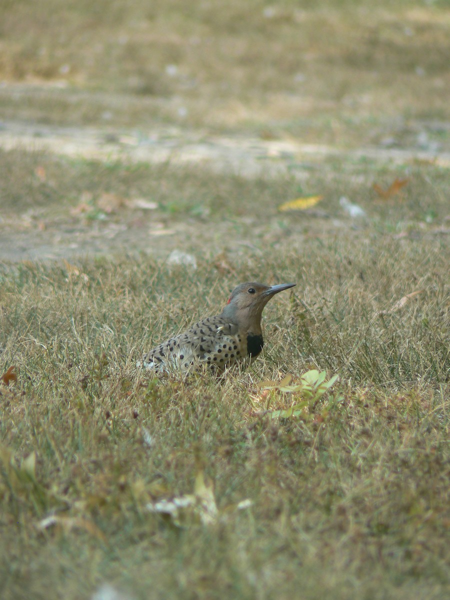 Northern Flicker (Yellow-shafted) - ML623881339