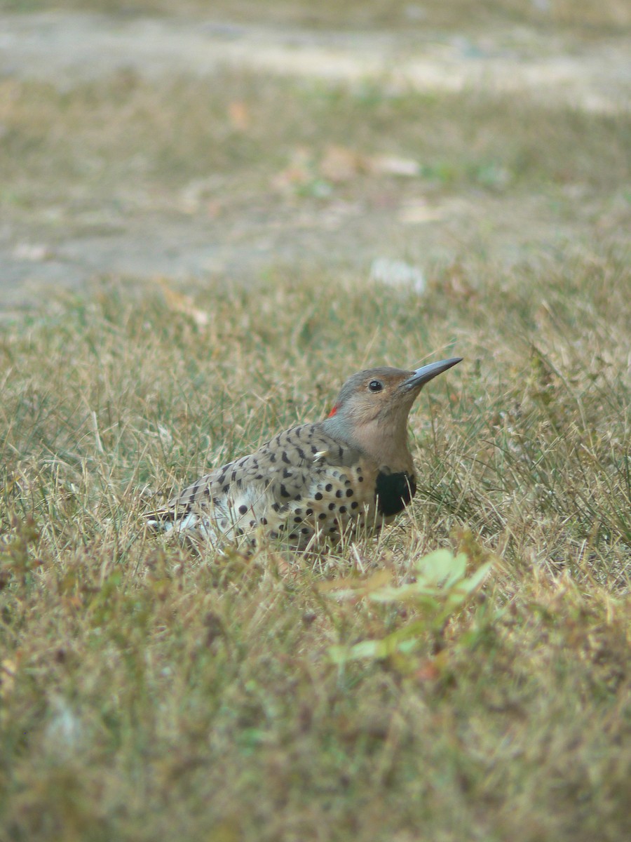 Northern Flicker (Yellow-shafted) - ML623881345