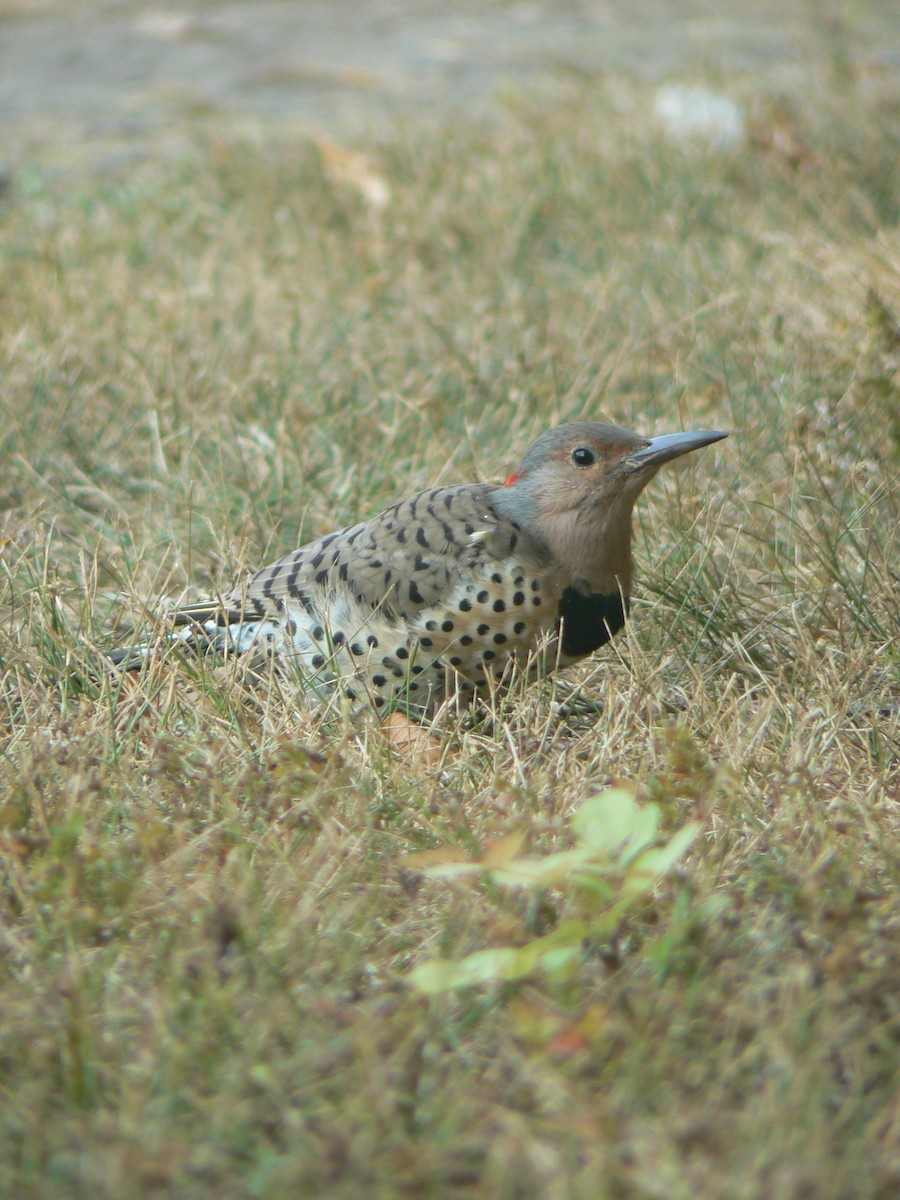 Northern Flicker (Yellow-shafted) - ML623881350