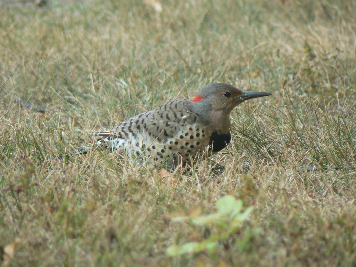 Northern Flicker (Yellow-shafted) - ML623881352