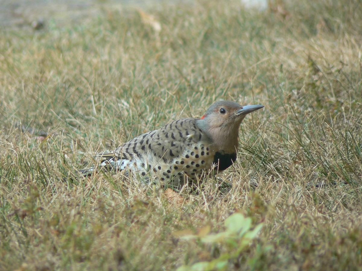 Northern Flicker (Yellow-shafted) - ML623881353