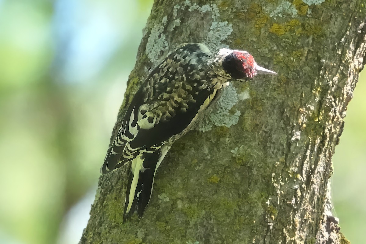 Yellow-bellied Sapsucker - ML623881358