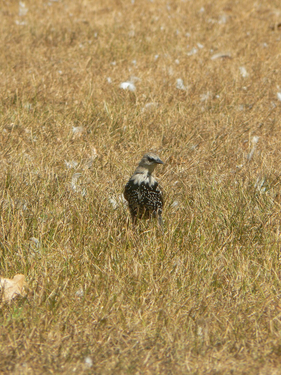 European Starling - ML623881380