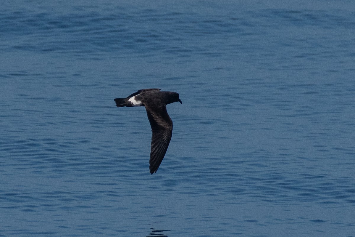 Band-rumped Storm-Petrel - Cody Limber