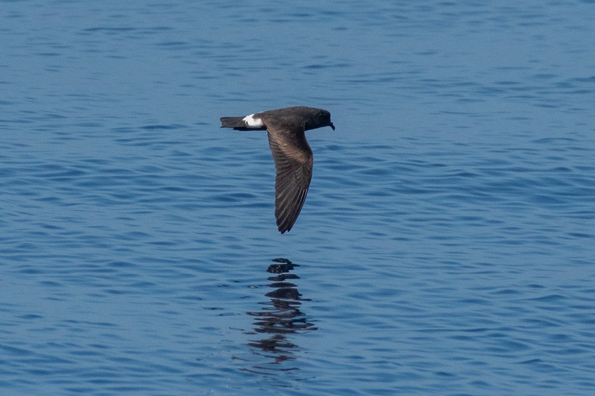 Band-rumped Storm-Petrel - ML623881384